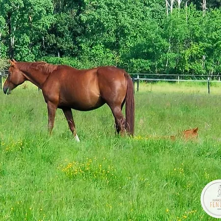 D'hotes Au Haras Des Fenucy 3*